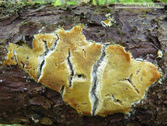 Diplomitoporus crustulinus